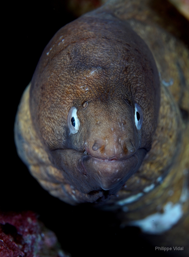 Birmanie - Mergui - 2018 - DSC030008 - White eyed moray - Murene a oeil blanc - Gymnothorax thyrsoideus.JPG